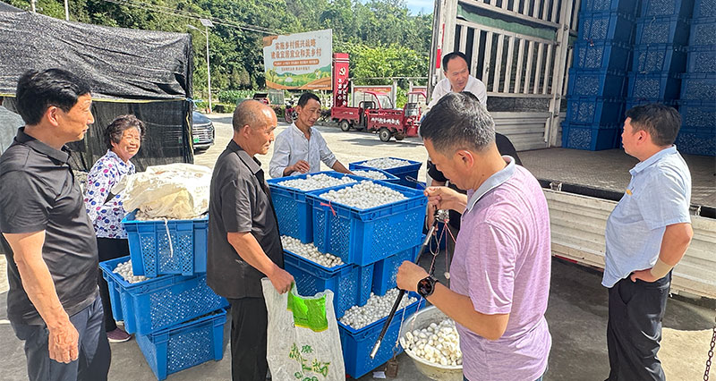 驻村帮扶显成效 蚕桑产业迎丰收——石泉县饶峰镇金星村首批种茧顺···